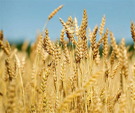 Growing wheat. Things To Know About Growing wheat. 